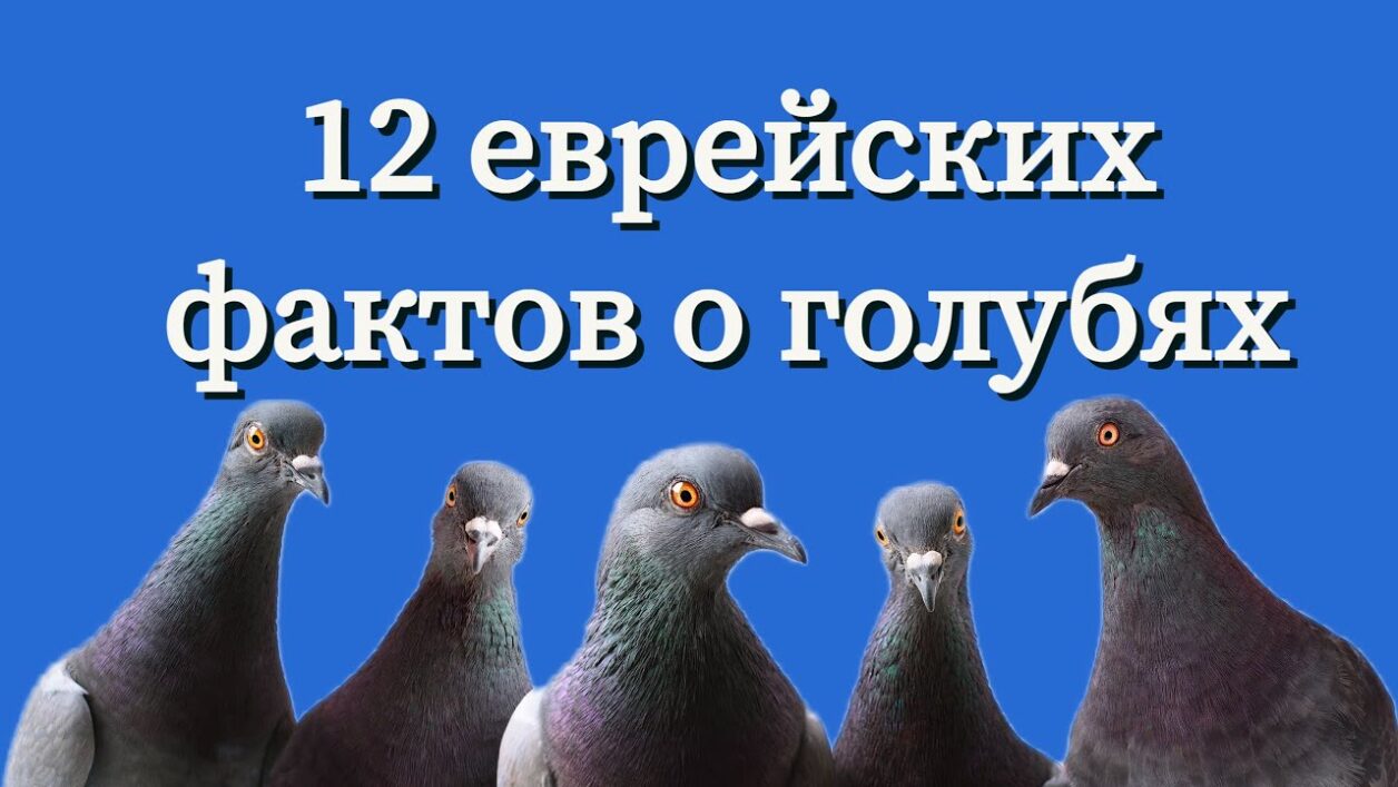 Удивительный мир голубей: 12 фактов о них, которые вы не знали