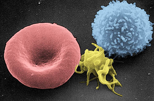  клеток крови человека: эритроцит, активированный тромбоцит, лейкоцит (слева направо)., обрезание
