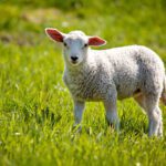 Lamb
