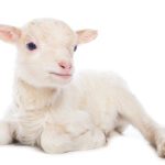 Lamb sitting