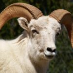 2005_04_27_1582_Dall_Sheep-1