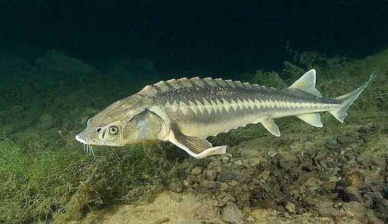 Осетр – это кошерная рыба?