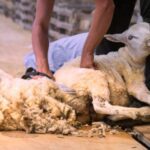 Обязанность давать коэну состриженную шерсть