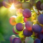 grapes-3550733_1920