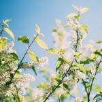 nature-932145_1920