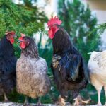 chicken-3919446_1920