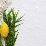 Jewish fall festival of Sukkot. Traditional symbols (The four species): Etrog, lulav, hadas, arava