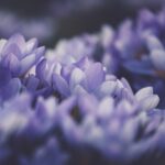 crocus-6039312_1920