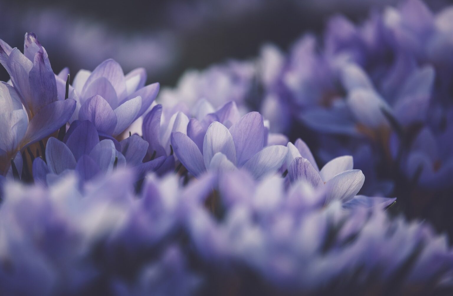 crocus-6039312_1920