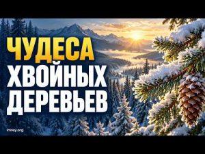 Обложка видео «Хвойные деревья: чудеса, которые мы не замечаем»